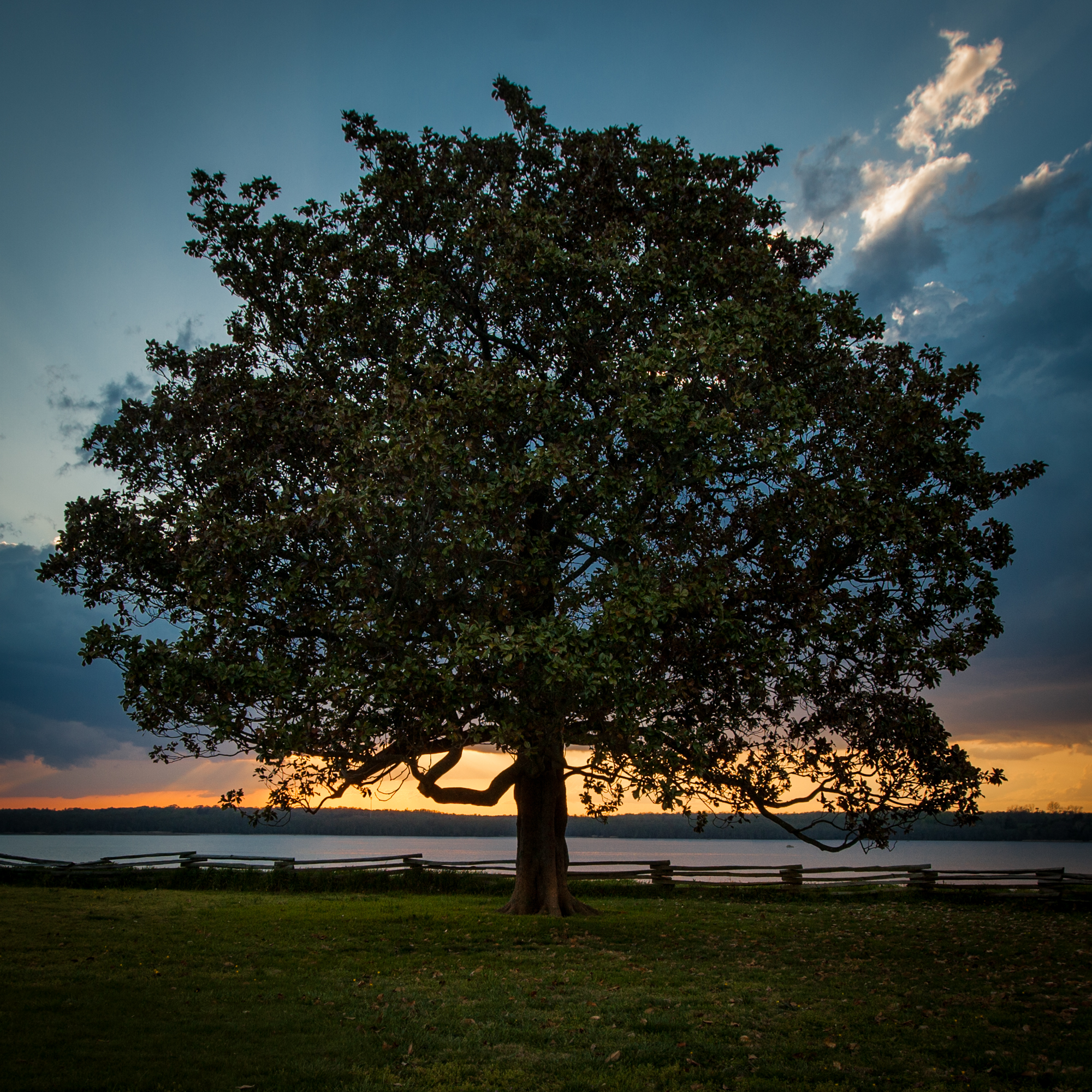 photograph by Bryan Hatchett, copyright, Bryan Hatchett, color photograph, magnolia tree at Appomattox Manor in Hopewell, Virginia