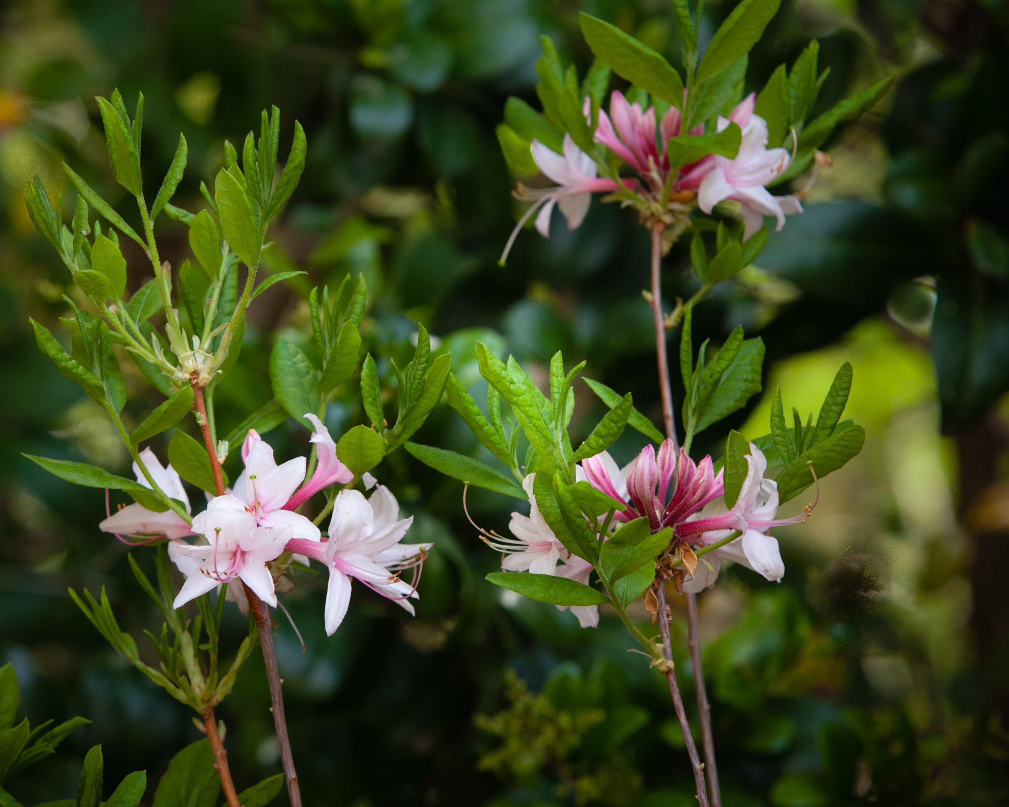 Pinxterflower azalea (Rhododendron pericly- menoides) in Norfolk Botanical Garden. Thomas Jefferson’s name for this species as recorded in his Garden Book is “wild honeysuckle.”