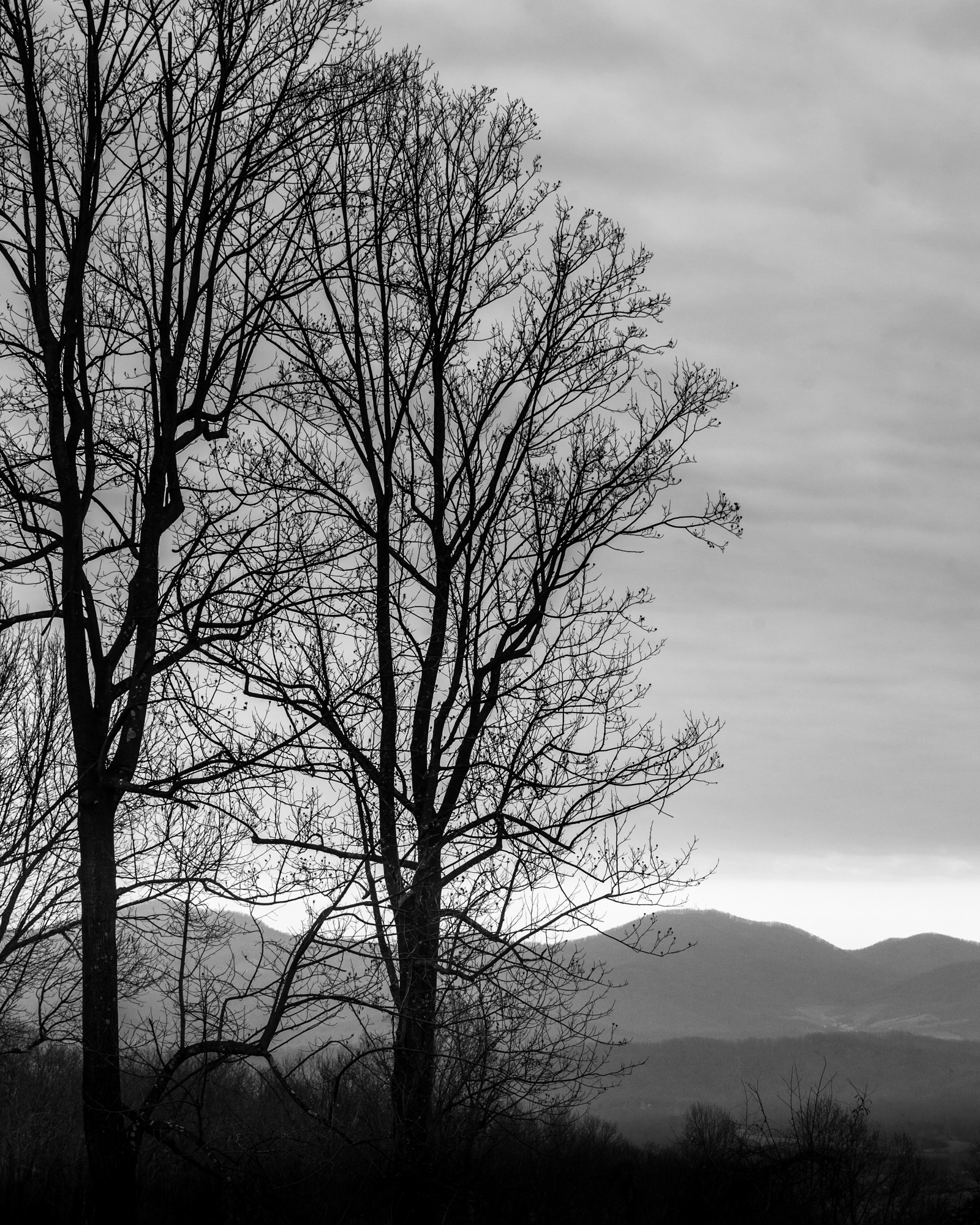 photograph by Bryan Hatchett, copyright, Bryan Hatchett, black & white photograph, trees on Afton Mountain, Virginia, in the Blue Ridge Mountains