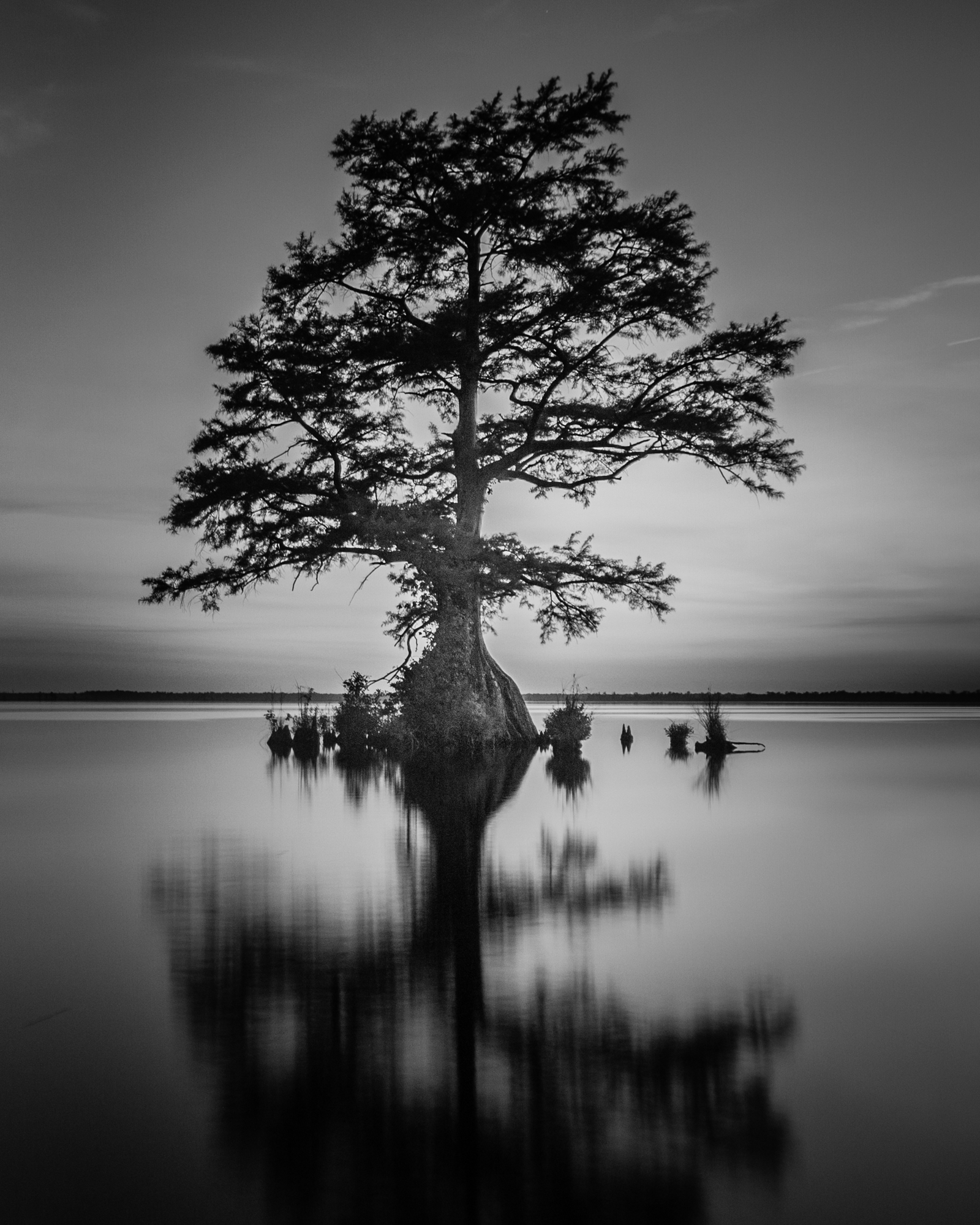 photograph by Bryan Hatchett, copyright, Bryan Hatchett, black & white photograph, A bald cypress tree at twilight on Lake Drummond, in the Great Dismal Swamp, Virginia.