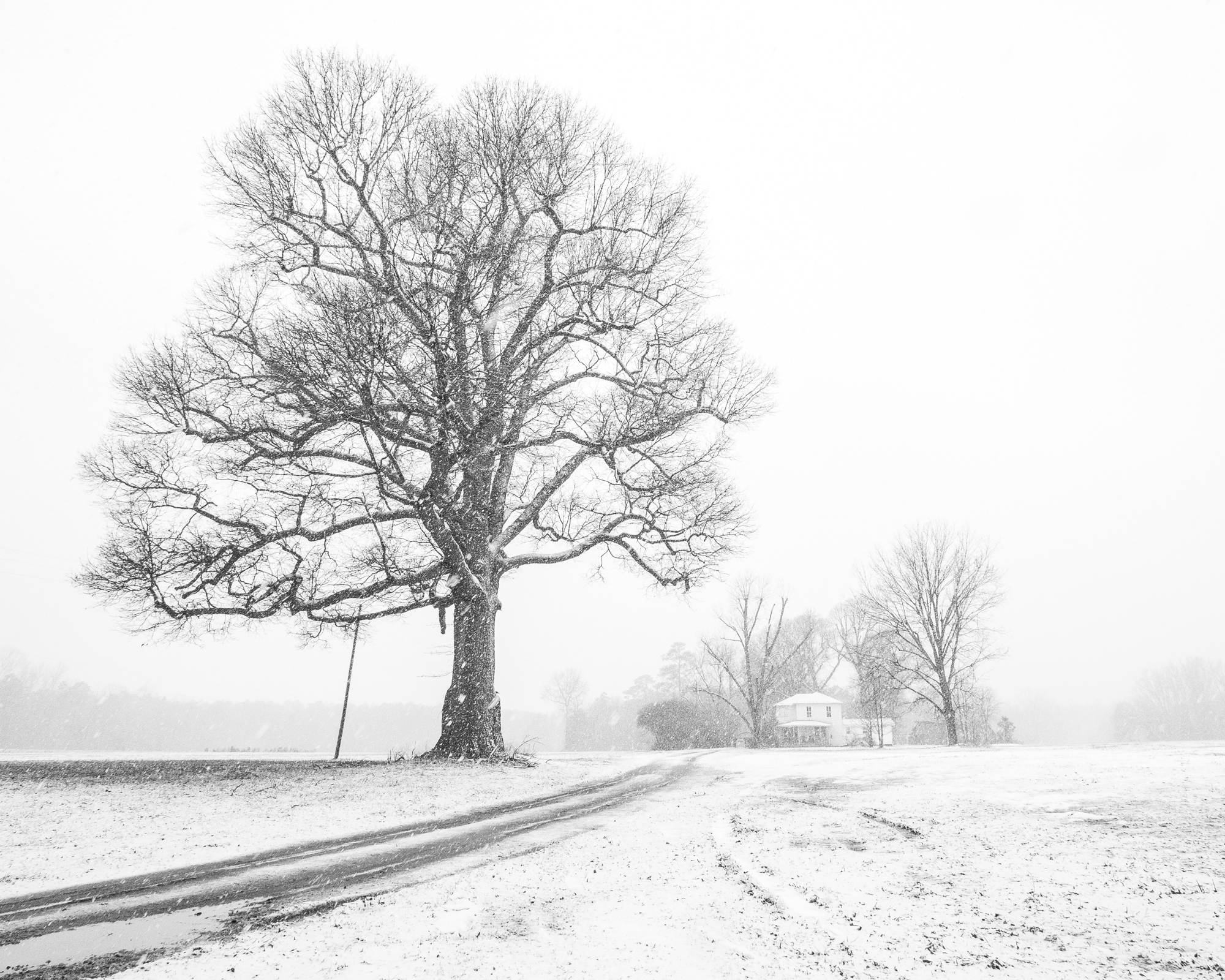 photograph by Bryan Hatchett, copyright, Bryan Hatchett, snowfall on a farm lane in Surry County, Virginia, black & white photograph