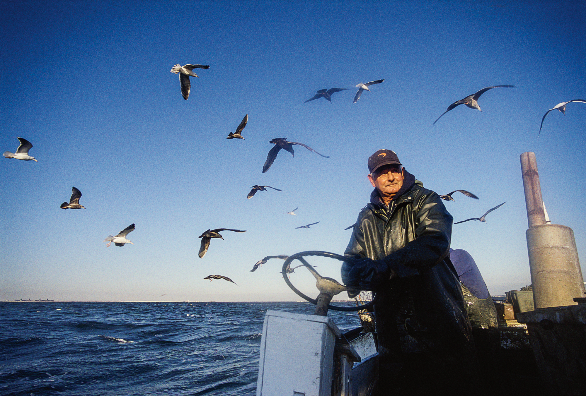 photograph by Bryan Hatchett, copyright, Bryan Hatchett, color photograph, waterman Pete Freeman, crabbing in the Chesapeake Bay, followed by seagulls