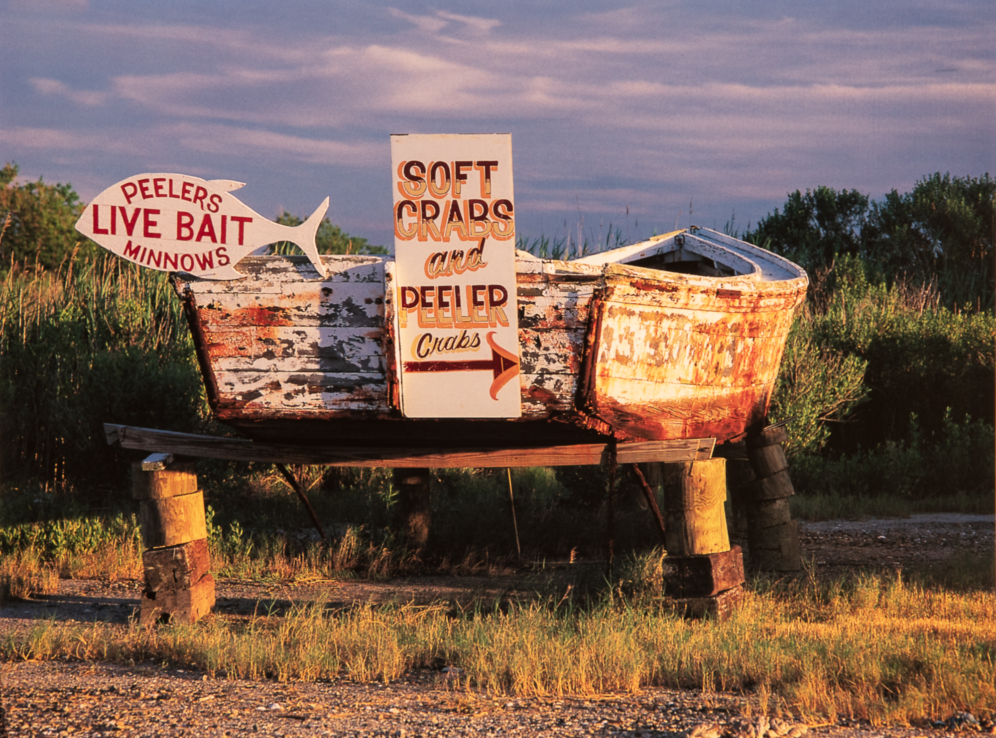 photograph by Bryan Hatchett, copyright, Bryan Hatchett, color photograph, signs advertising lice bait, soft shell crabs and peeler crabs, Messick Point, Poquoson, Virginia